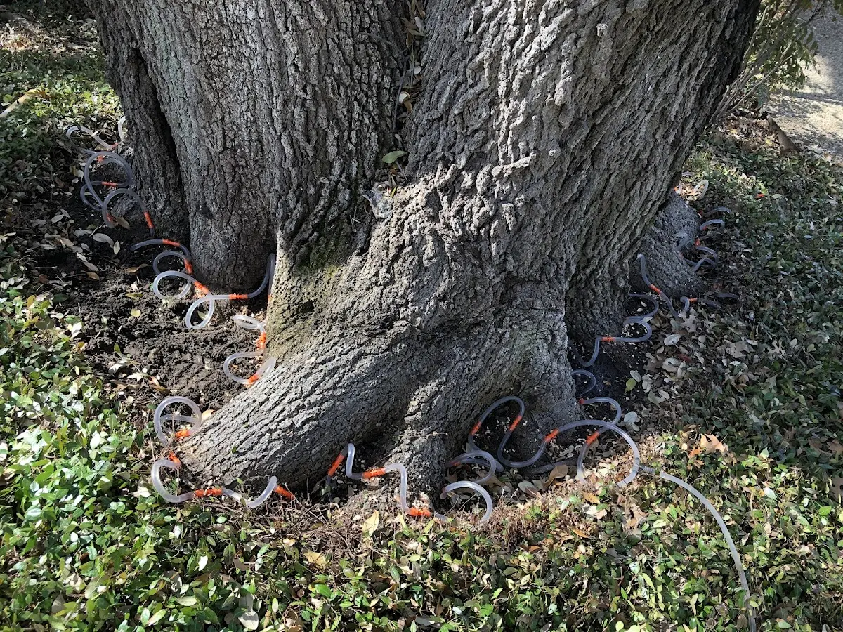 Detailed Tree Cabling and Bracing job site in Lohman