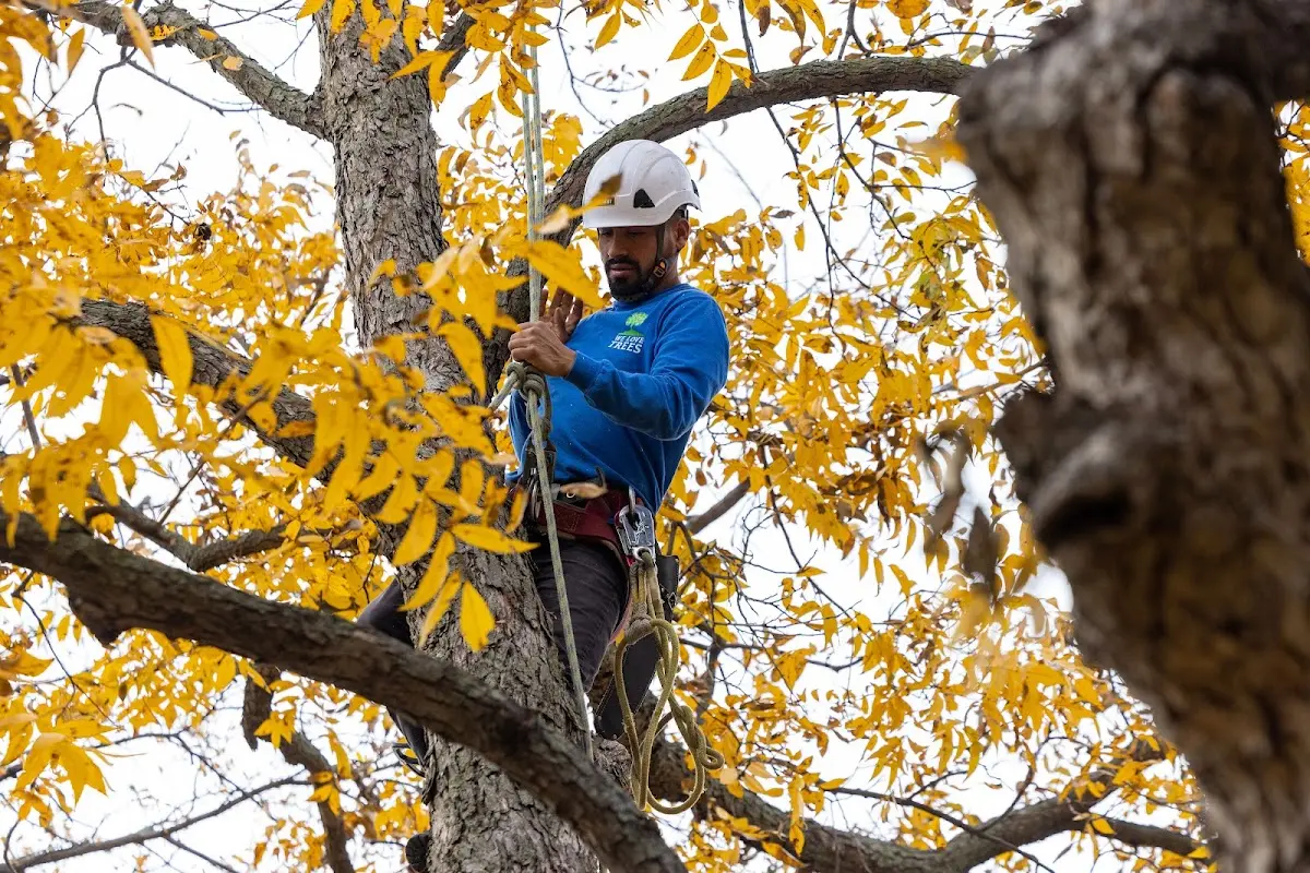 Skilled Tree Pruning crew working in Lohman